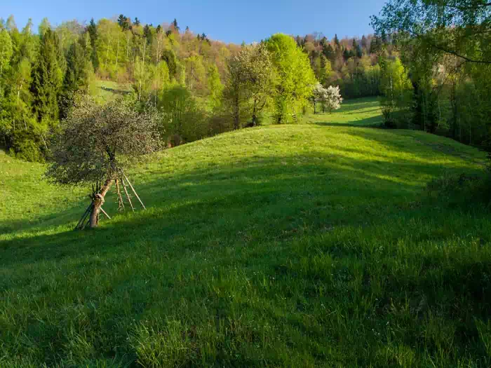 Polana Makowska fot. tadeusz dziedzinaC 