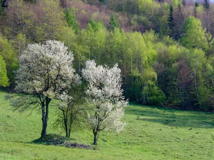 Polana Makowska fot. tadeusz dziedzinaC 