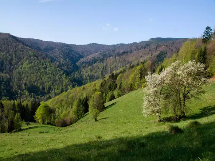 Polana Makowska fot. tadeusz dziedzinaC 