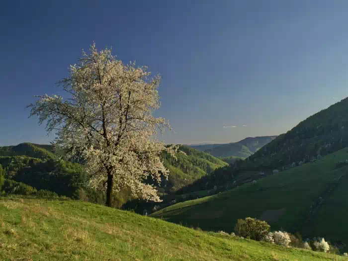 Dolina Wierchomlanki  fot. bartek_grimm