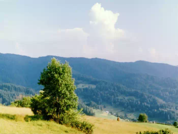 Dolina Wierchomlanki  fot. Takimirimo