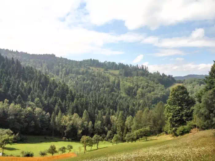 Szlak Obidza ( Zarbki ) - Przysop fot. beskidsadecki.eu