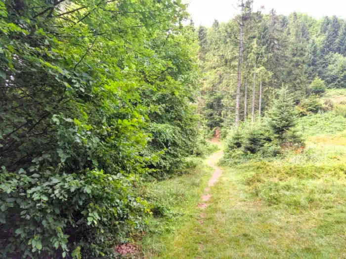 Herlowa Polana na szlaku niebieskim fot. beskidsadecki.eu